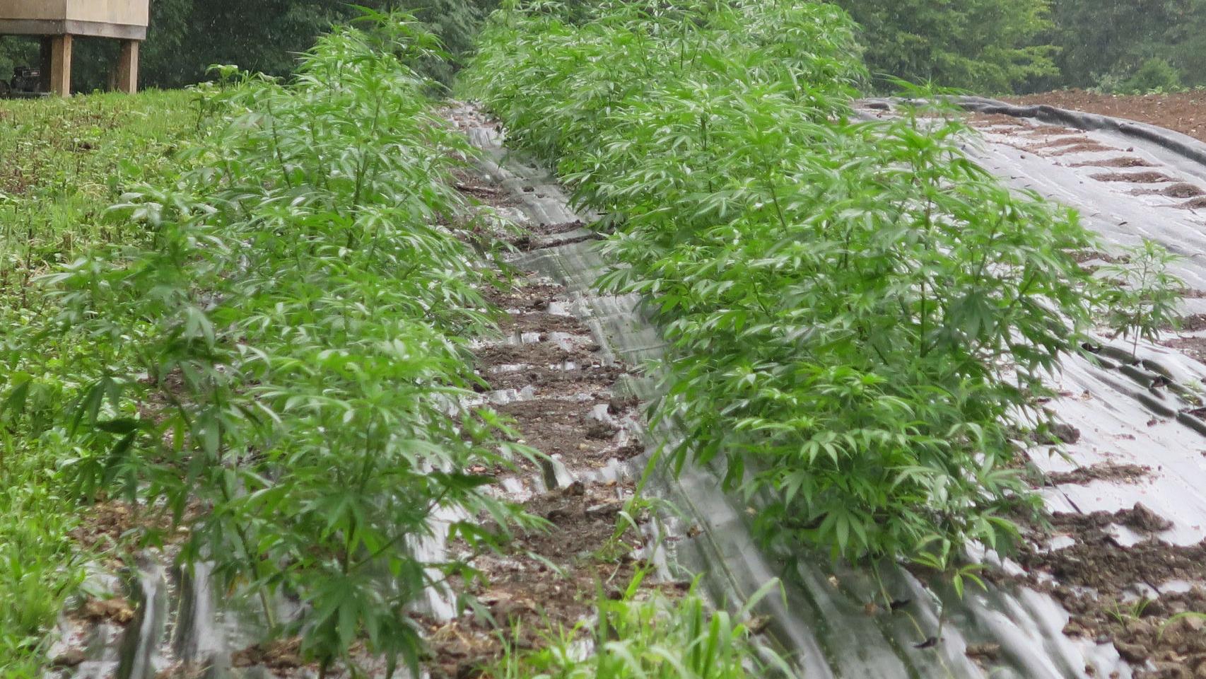 Pure Shenandoah To Build Hemp Processing Cbd Oil Extraction Facility In Elkton Local Business News Fredericksburg Com Pure Shenandoah To Build Hemp Processing Cbd Oil Extraction Facility In Elkton Local Business News Fredericksburg Com