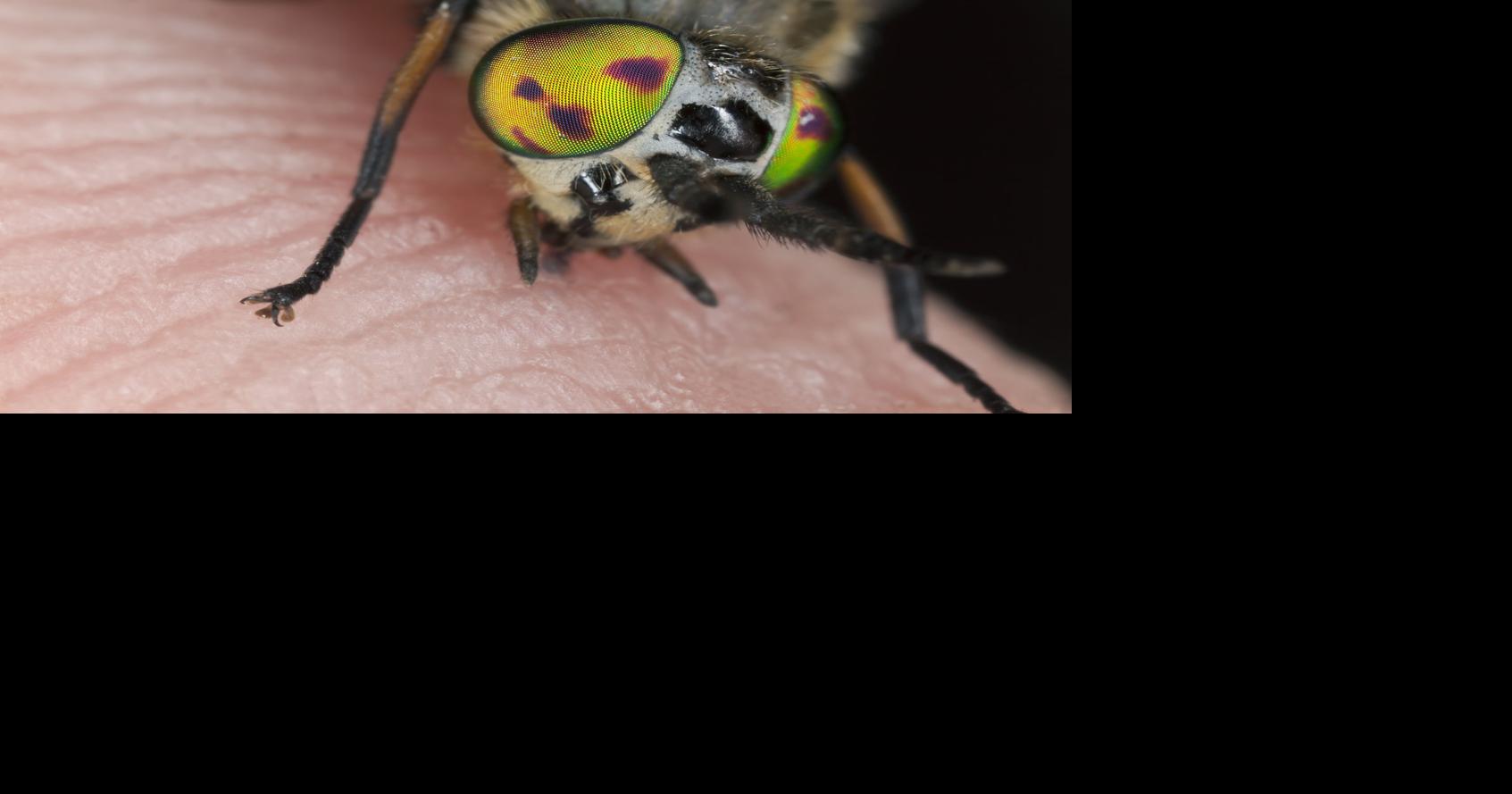 Biting flies can ruin the perfect beach day in a big, buzzing way