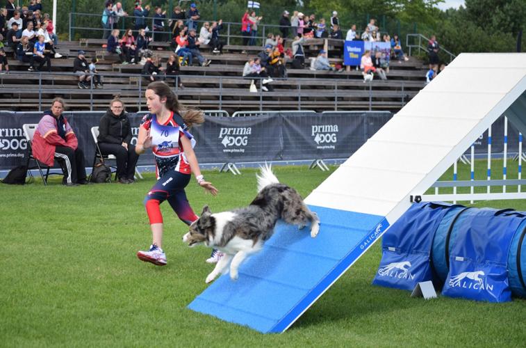 Agility: Get Started – American Kennel Club