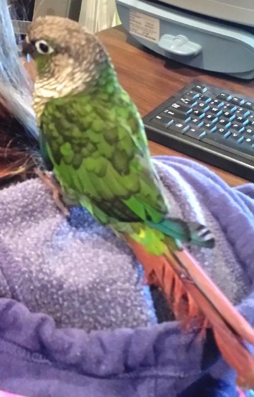 This Week S Adoption Offerings Include A Green Cheeked Conure Lifestyles Fredericksburg Com