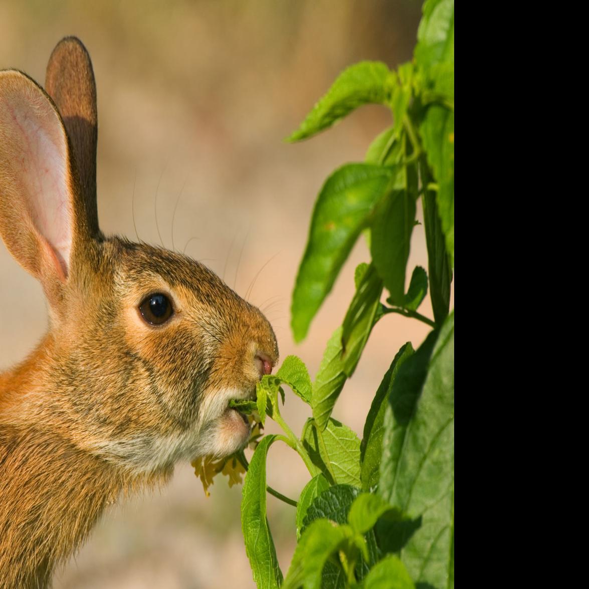 rabbits gone