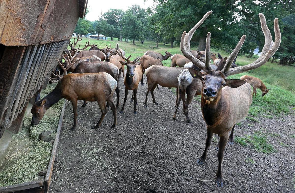 Virginia launches live 'Elk Cam' — just in time for the peak of mating