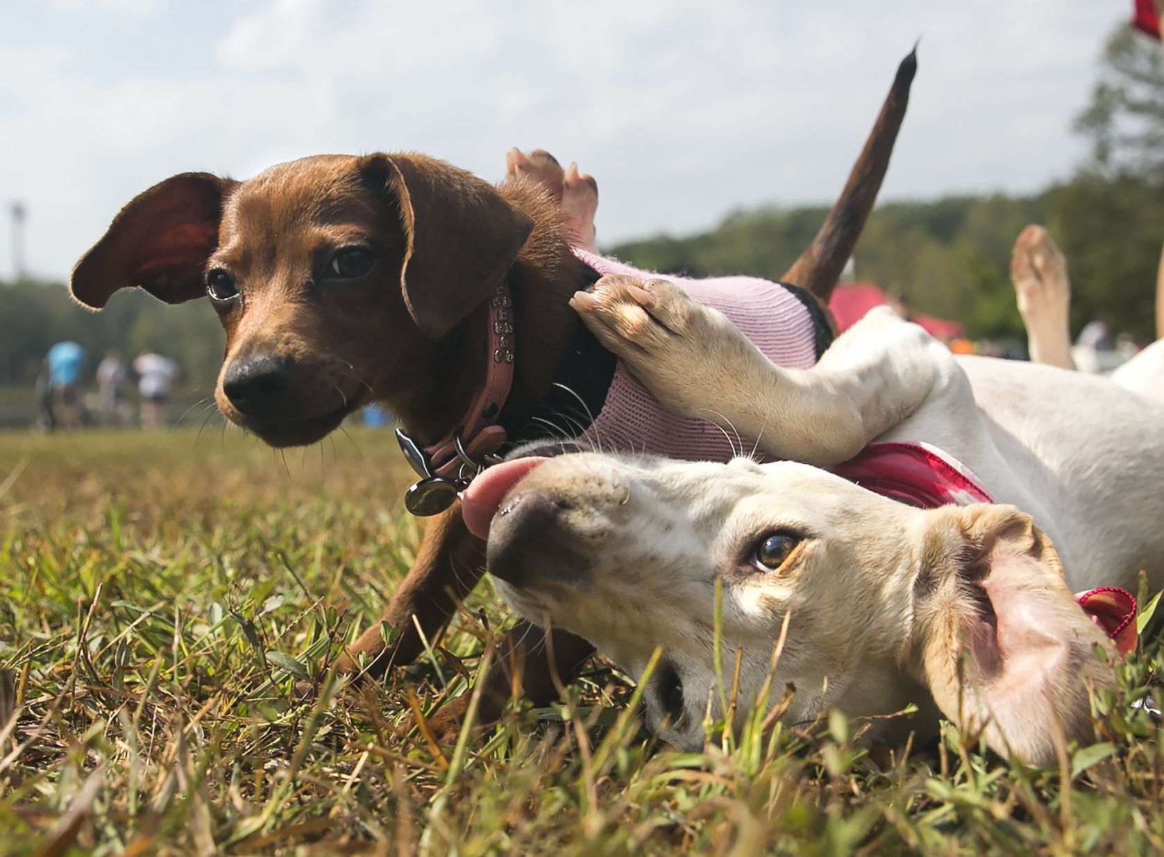 all dogs have their day