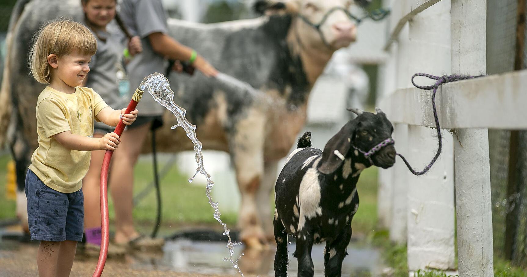 Children help prepare animals for livestock compettion at Fredericksburg Agricultural Fair - Vimarsana News