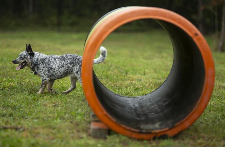 New dog park opens in Spotsylvania