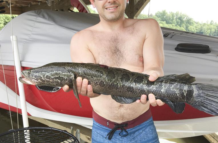 Man catches snakehead in Lake Anna