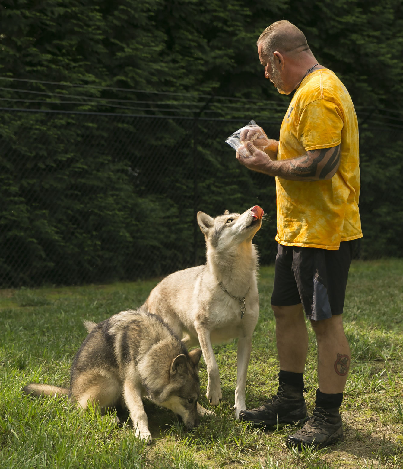 lupine dogs for sale