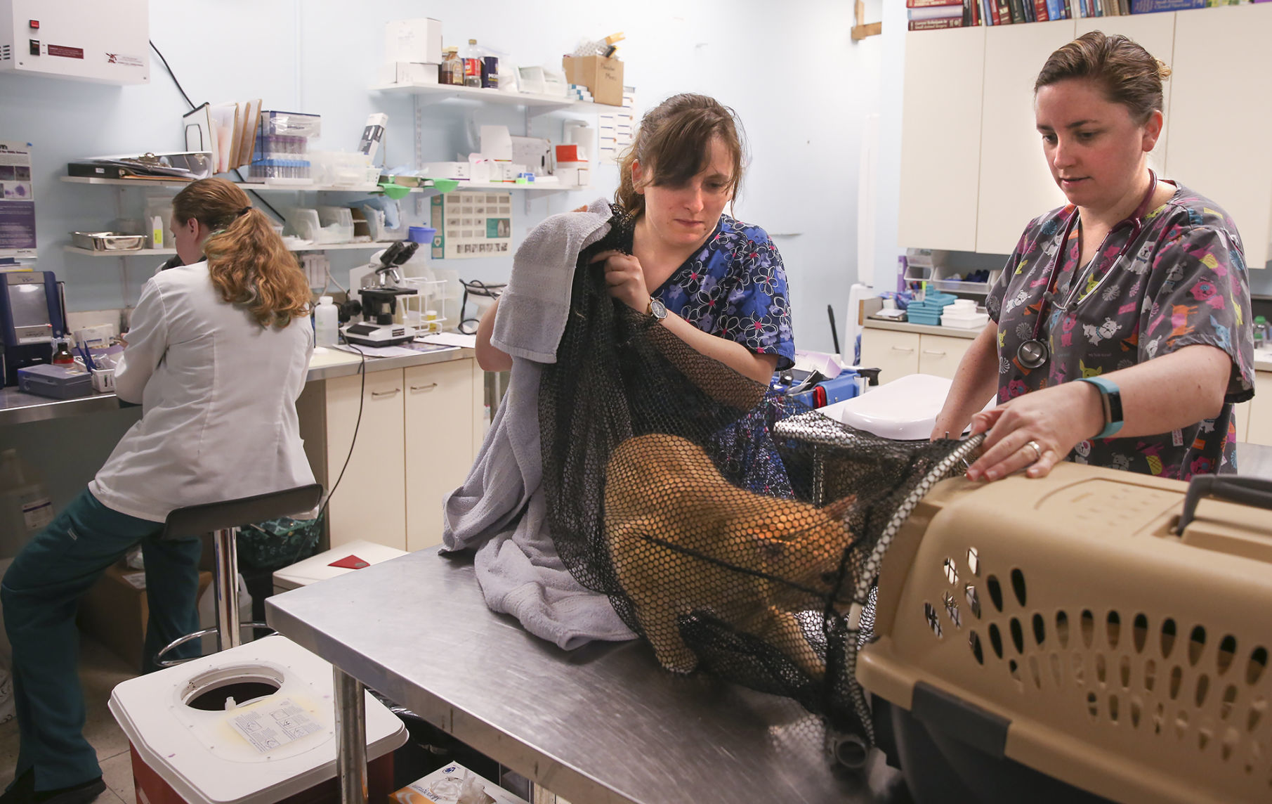 vet care for low income families