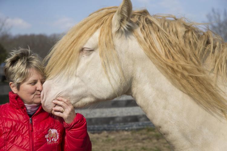 Spotsylvania horse farm specializes in rare Gypsy Cob breed, the