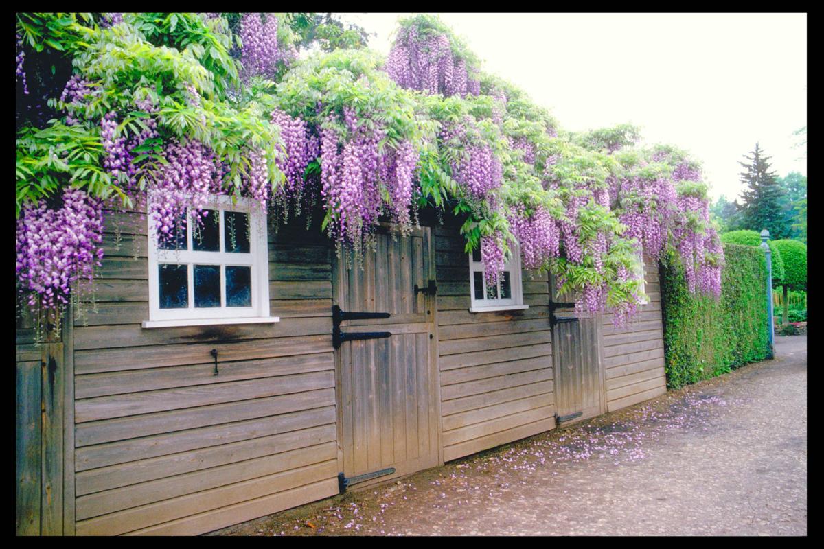 How To Choose The Right Wisteria For Your Garden House And Home