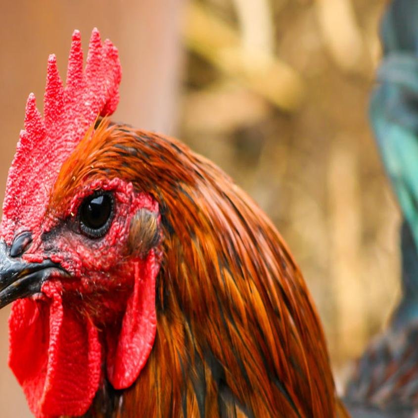 Donnie Johnston She Won T Be Coming Round The Mountain Again Local News Fredericksburg Com