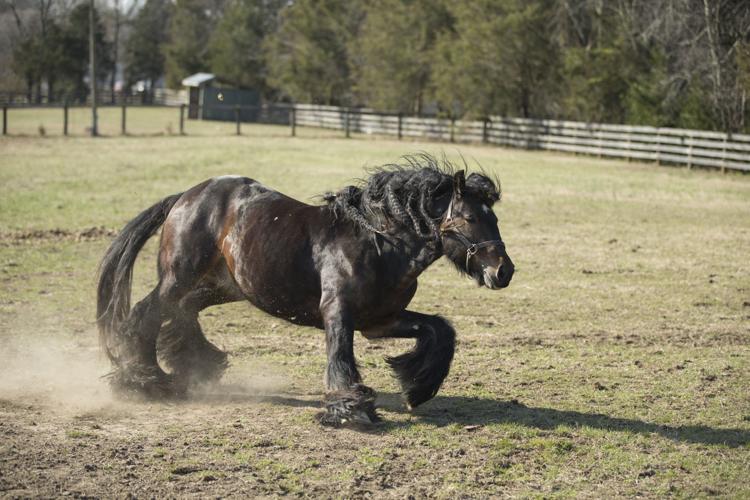 Spotsylvania horse farm specializes in rare Gypsy Cob breed, the