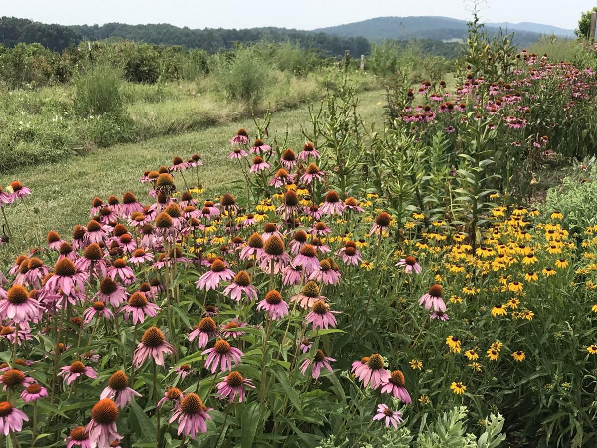 Orange Uncorked wine festival to be held this weekend