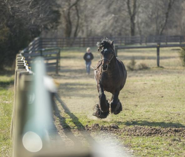 Spotsylvania horse farm specializes in rare Gypsy Cob breed, the