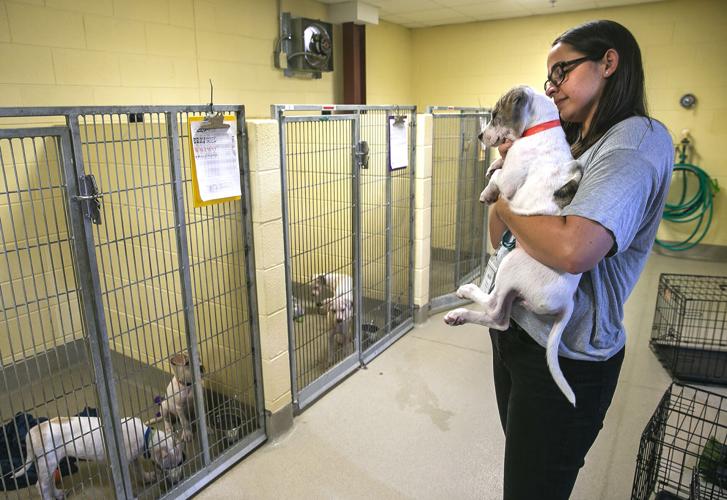 Fredericksburg SPCA marks 80 years’ service
