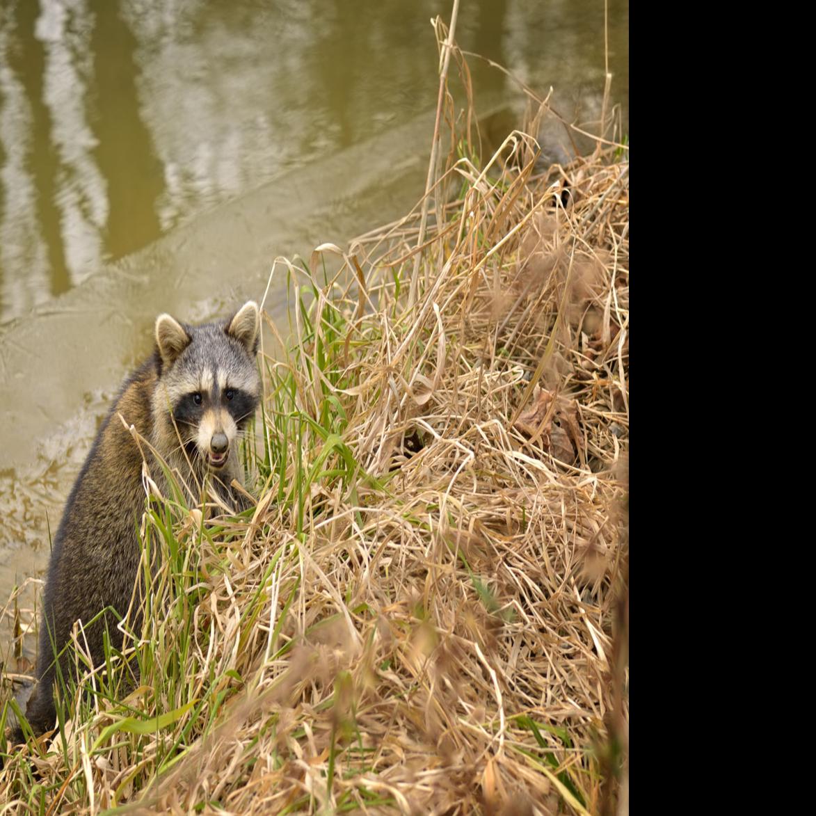 5300 Foto Foto Hunting Romantis HD Terbaik