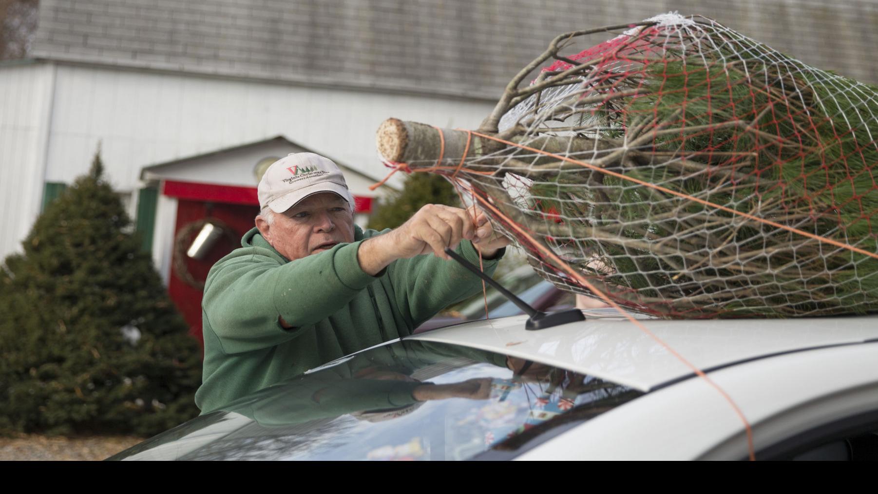 Local Christmas Tree Farms Are Good For The Environment And Have Enough Trees For The Demand Business News Fredericksburg Com