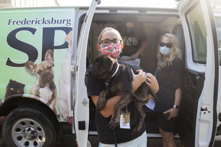 Fredericksburg SPCA takes in animals evacuated from hurricane's path