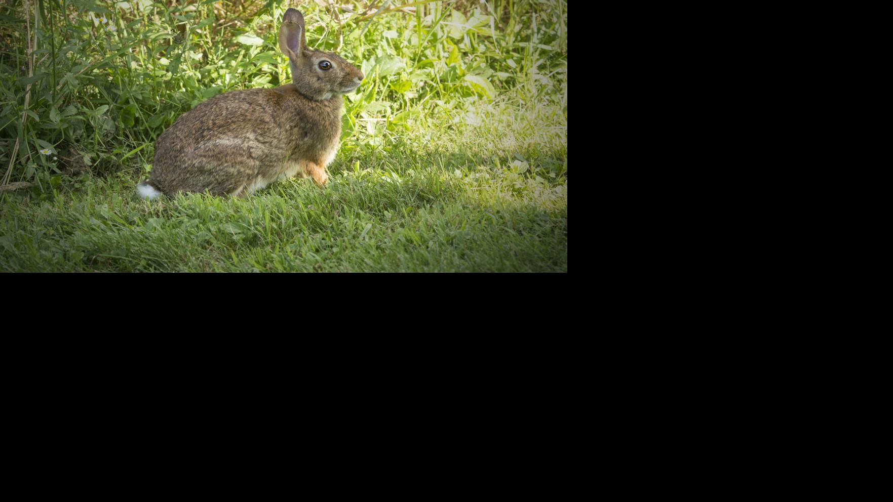 is the new england cottontail returning