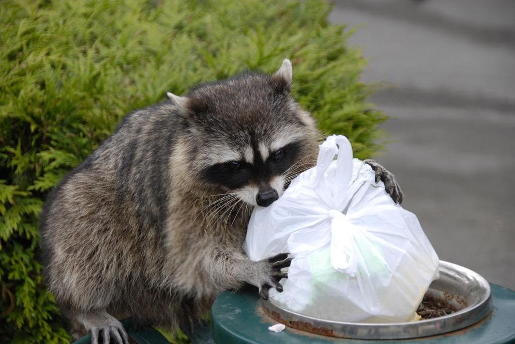 Johnston In The Country Resourceful Raccoons Make Routine House Visits Local News Fredericksburg Com Johnston In The Country Resourceful Raccoons Make Routine House Visits Local News Fredericksburg Com
