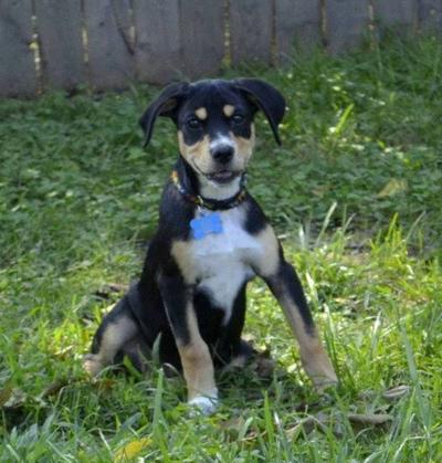Lovely Laila Is Among The Pets Eager For Adoption This Week Lifestyles Fredericksburg Com