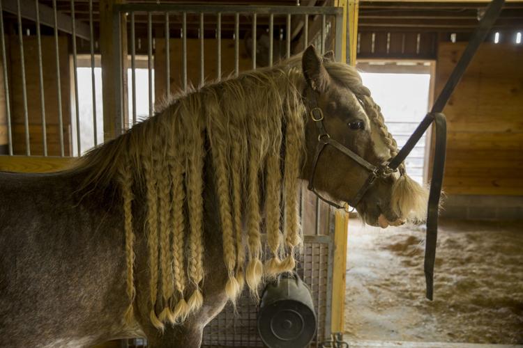 Spotsylvania horse farm specializes in rare Gypsy Cob breed, the
