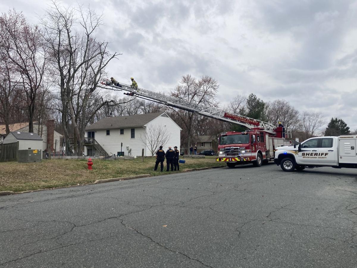 Cat stuck in tree sparks social media outrage