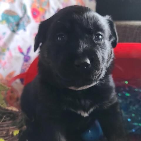 Kokomo