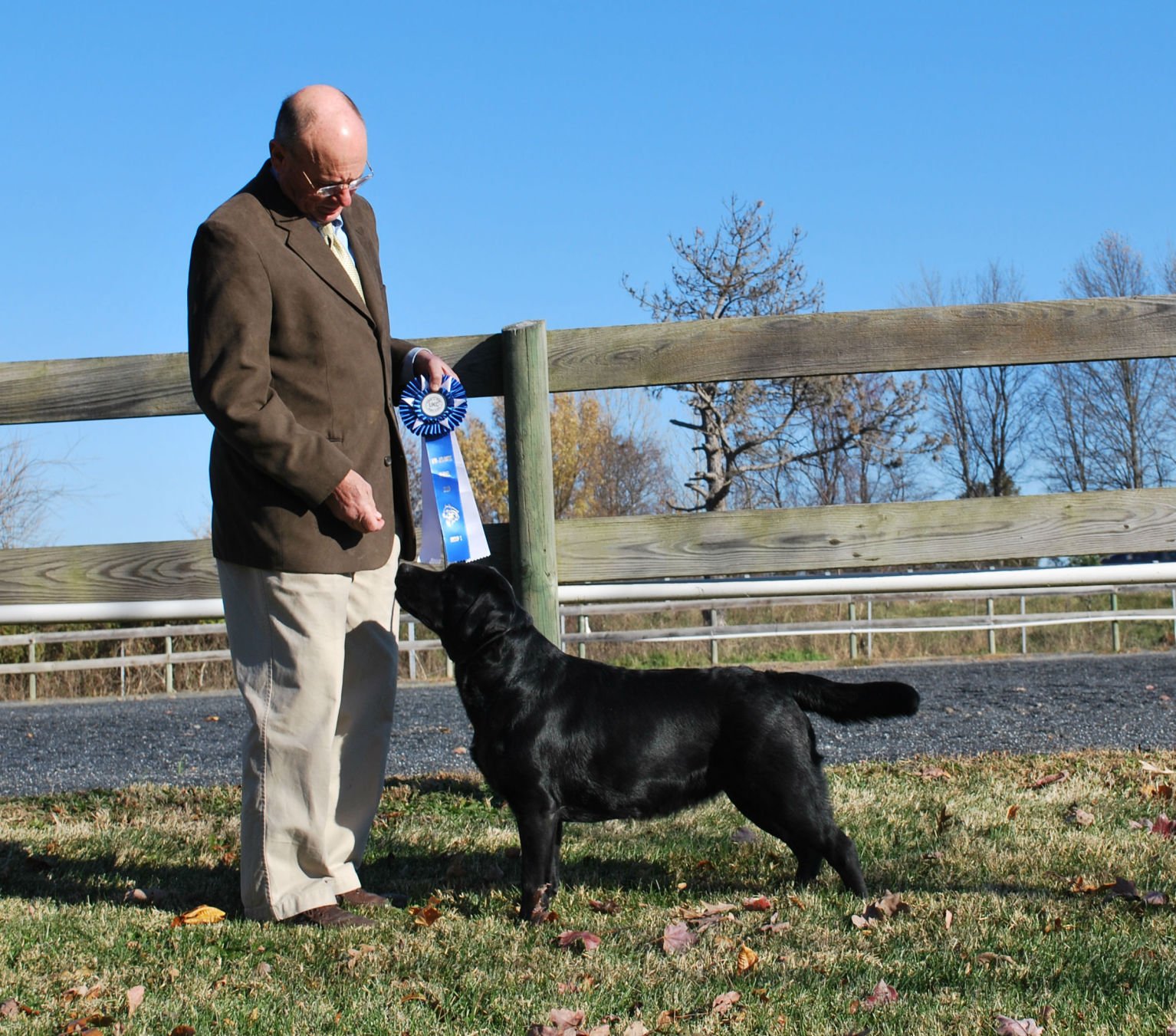 Labrador westminster dog shops show