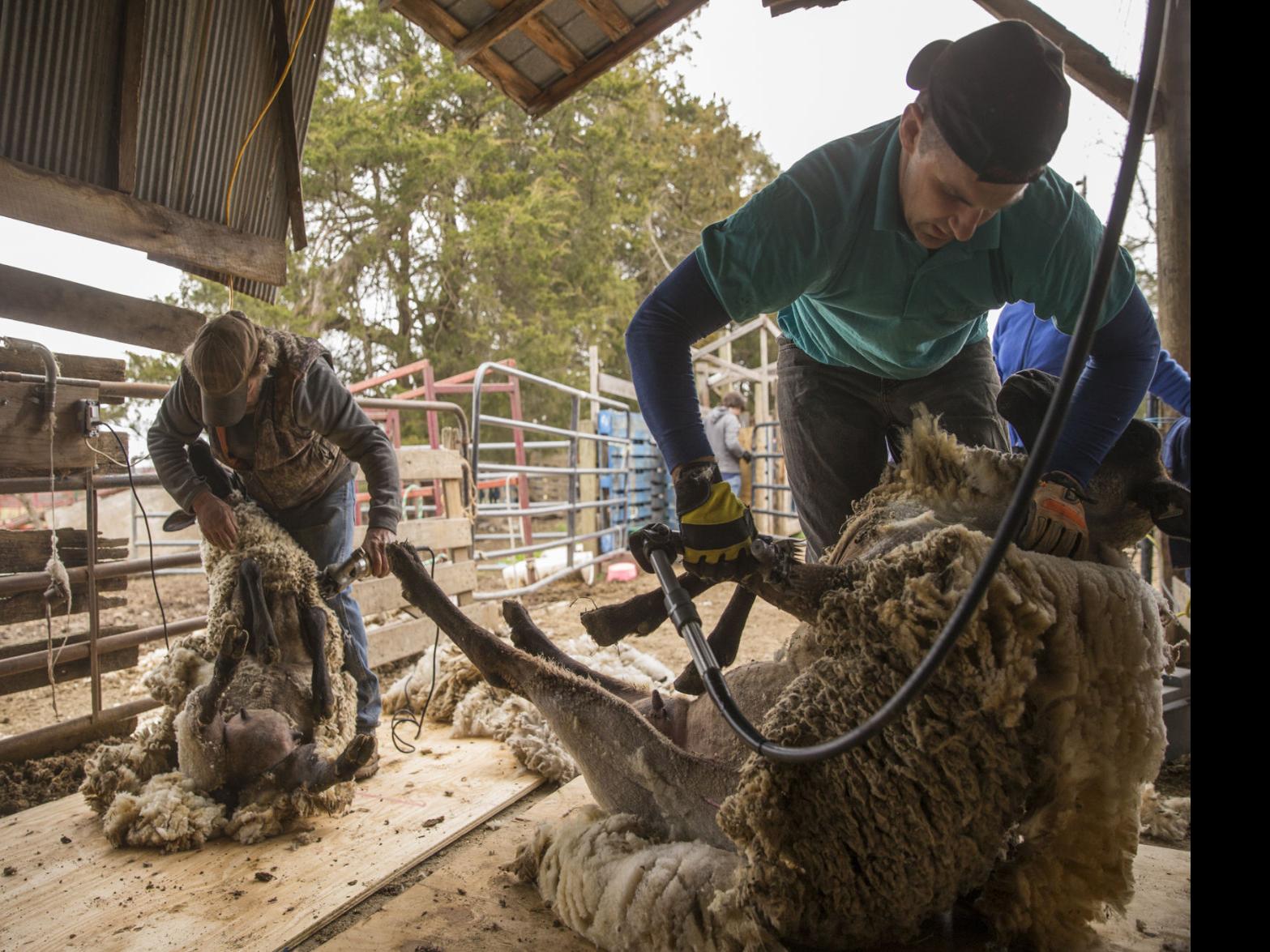 Rite Of Spring Shearing Sheep Not For The Weak Of Heart Or Back Lifestyles Fredericksburg Com