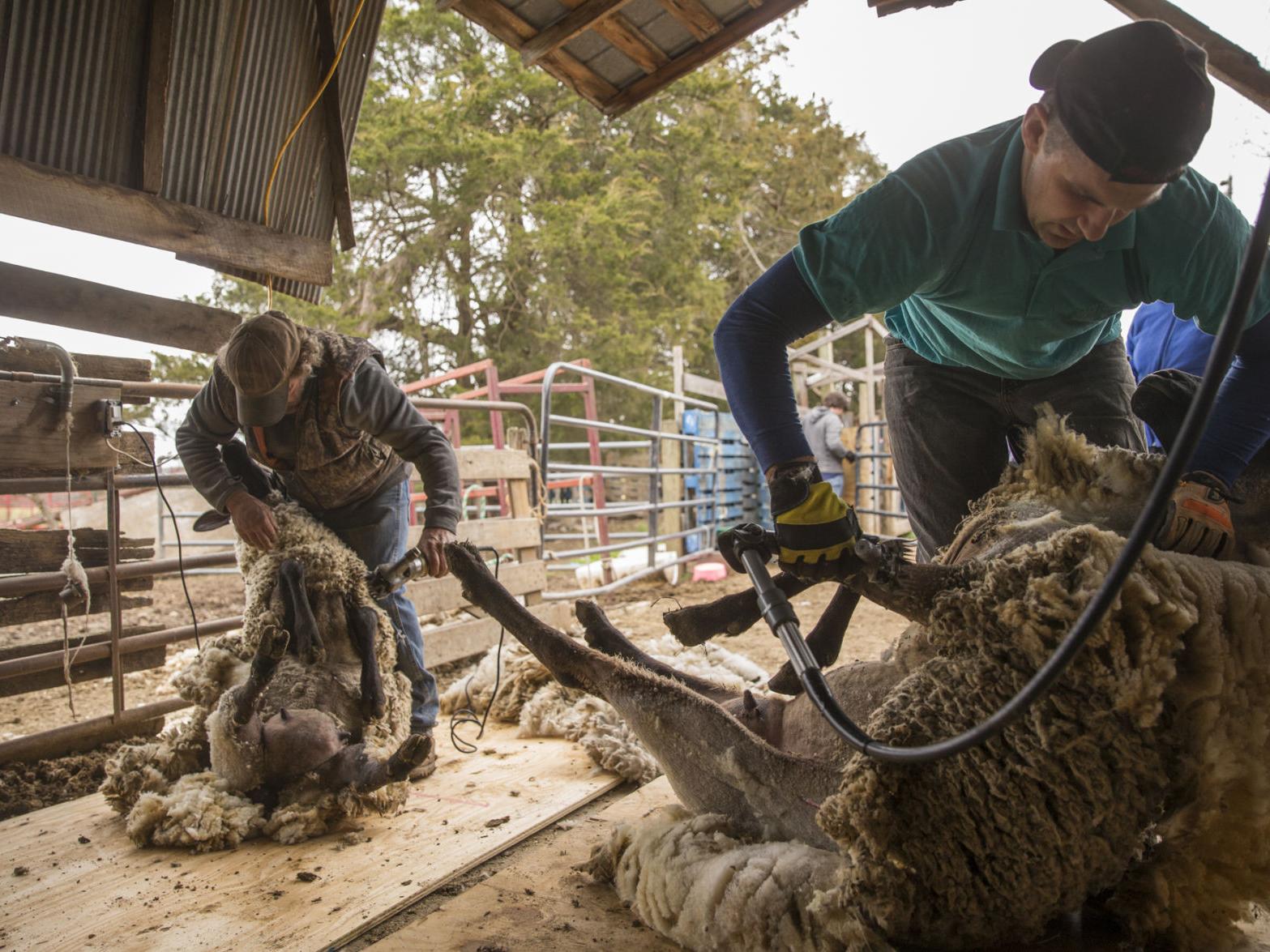 Rite Of Spring Shearing Sheep Not For The Weak Of Heart Or Back Lifestyles Fredericksburg Com Rite Of Spring Shearing Sheep Not For The Weak Of Heart Or Back Lifestyles Fredericksburg Com