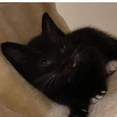 16 Cvs Pet Shots Stafford Va Photos