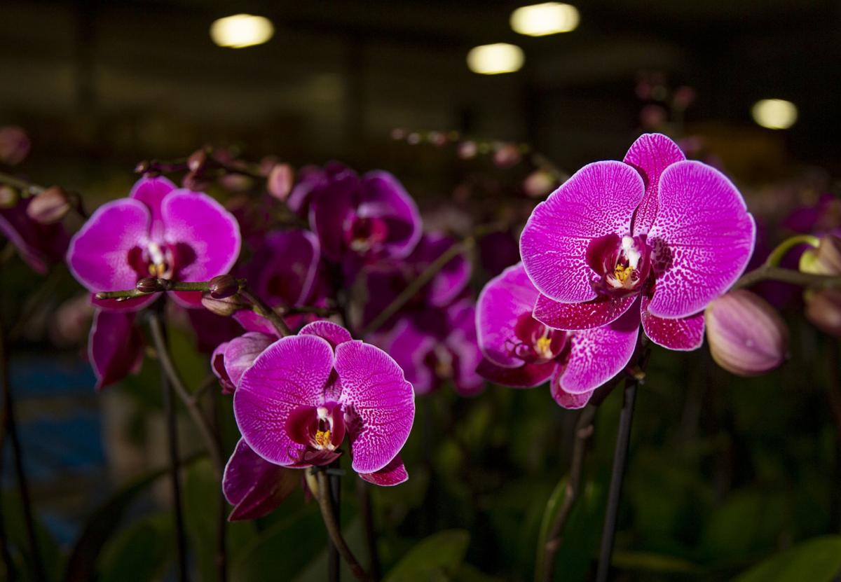 Color Orchids In Culpeper Is Helping To Feed Public Demand For