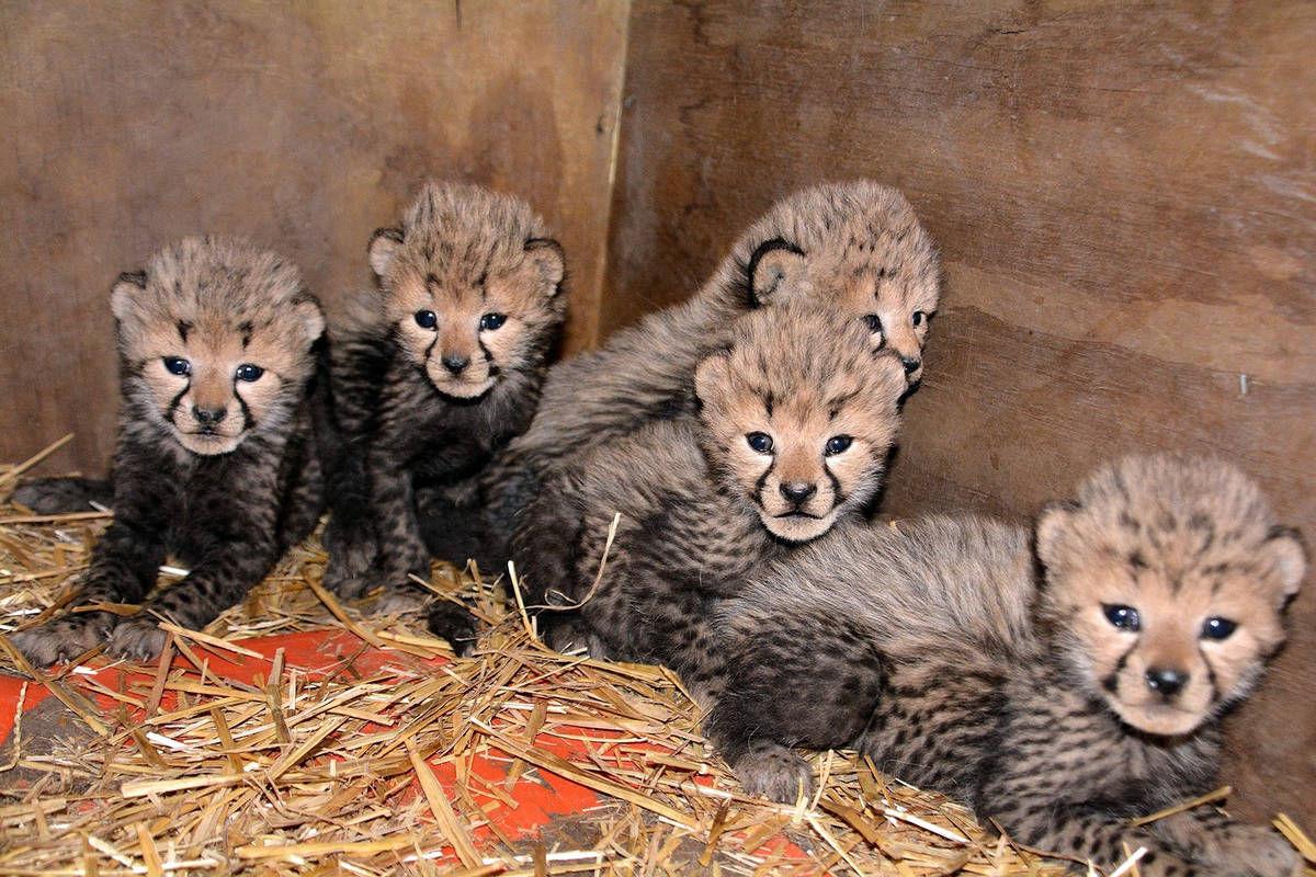Photo: Adorable cheetah cubs are new arrivals at Richmond zoo