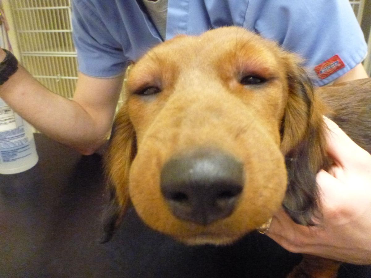 Puppy Vaccine Reactions What You Need to Know