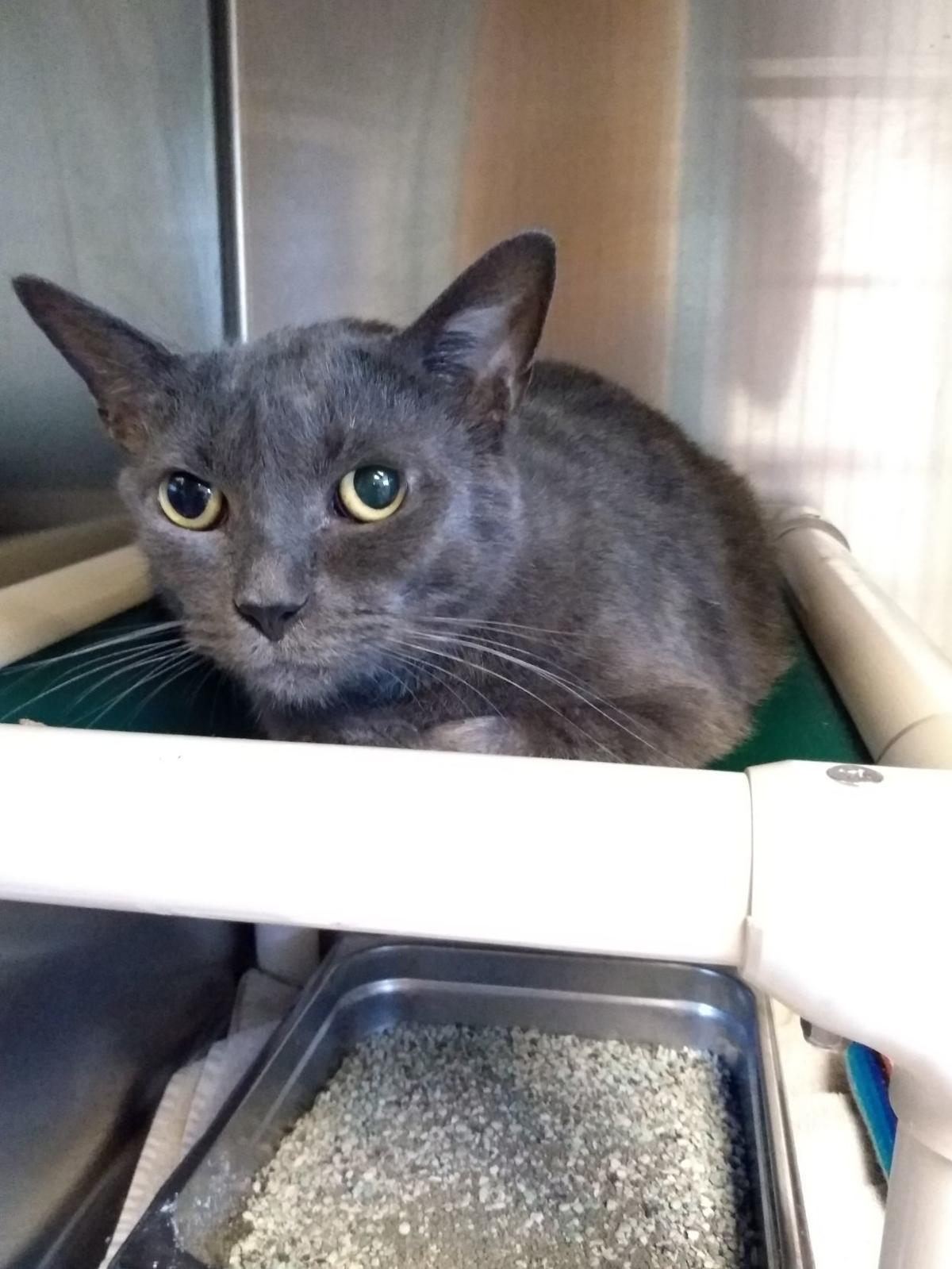 Cats From Hoarding Situation Now Available For Adoption Local