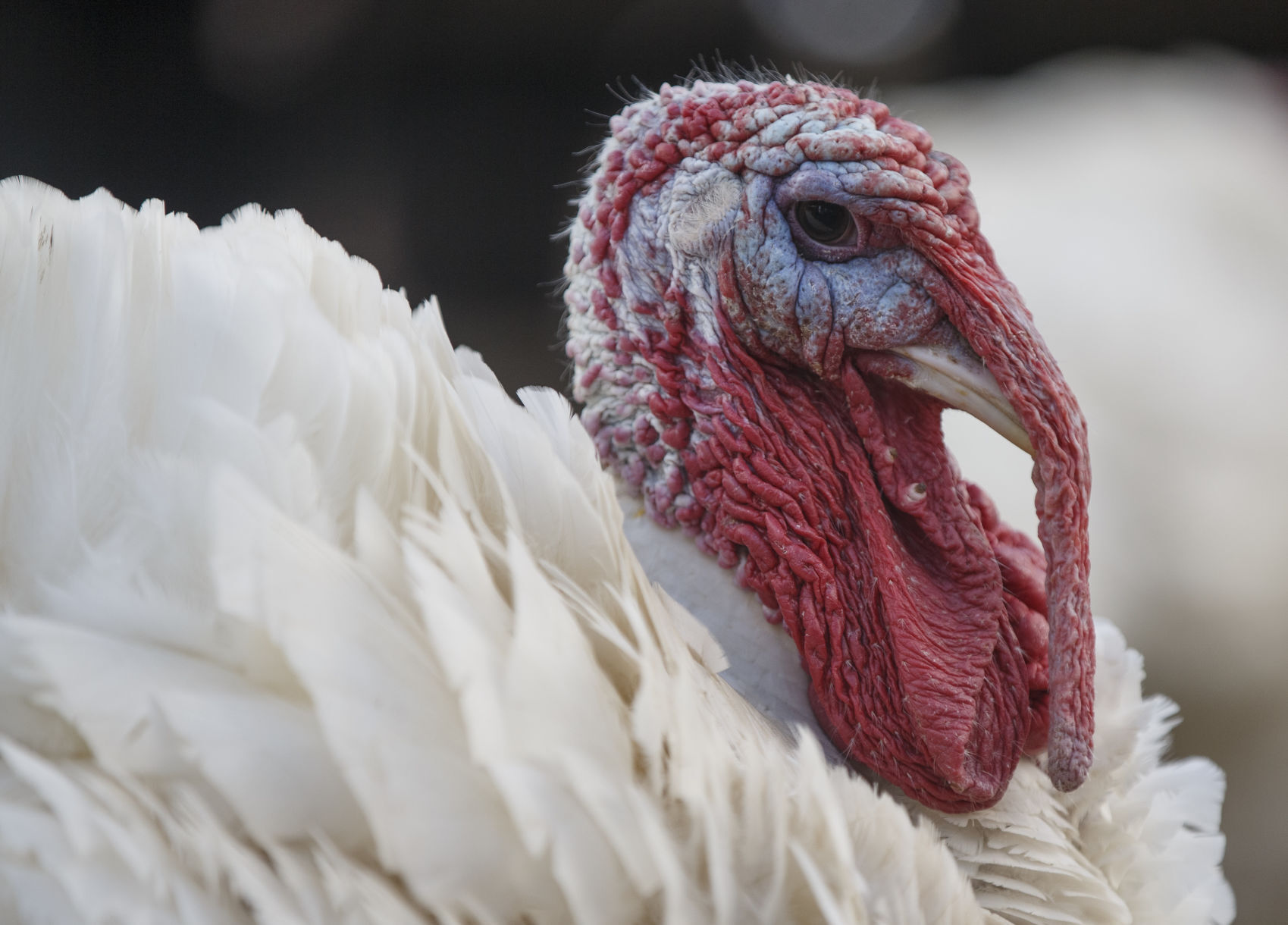 turkey sanctuary near me