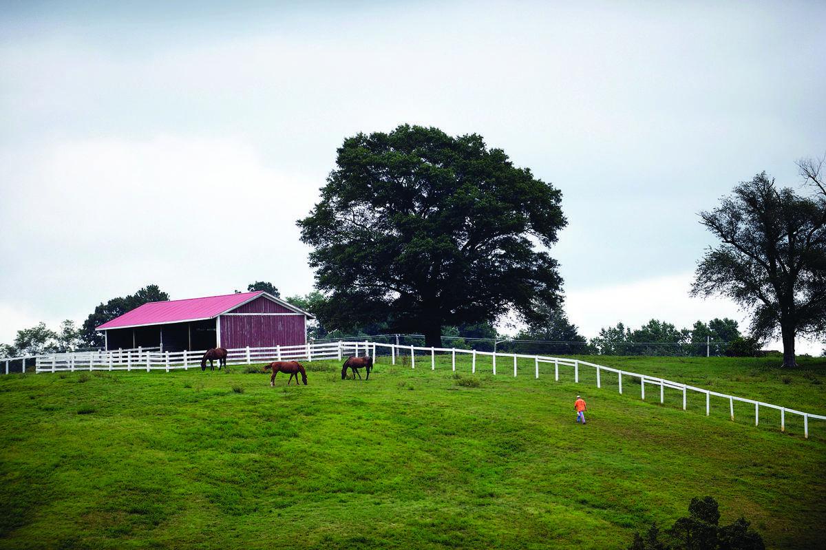 At James River Work Center, inmates work with rescued horses, including