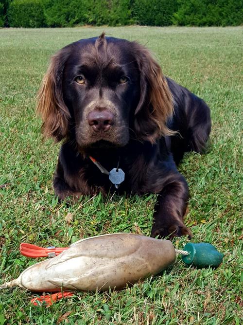 Ken Perrotte Big Boykin Spaniel Is Columnist S Cherished Companion Outdoors Fredericksburg Com