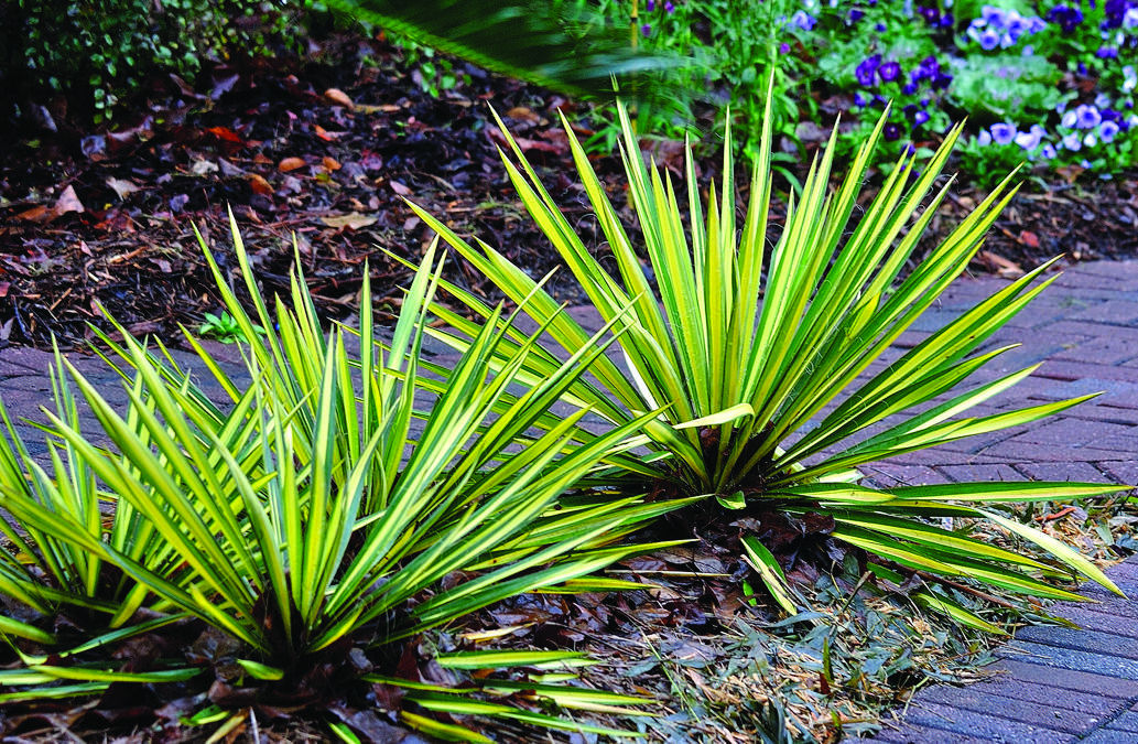 Hardy Yuccas Inject A Jolt Of Color In Any Season