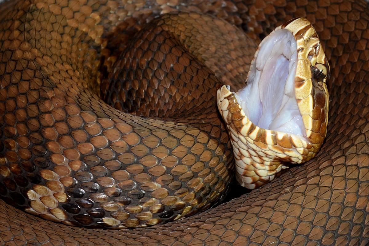 'Not the snakes' Sierra Club report says cottonmouths might be on the