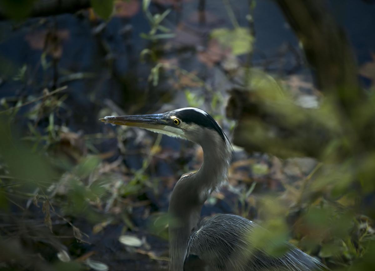 Cossey Pond