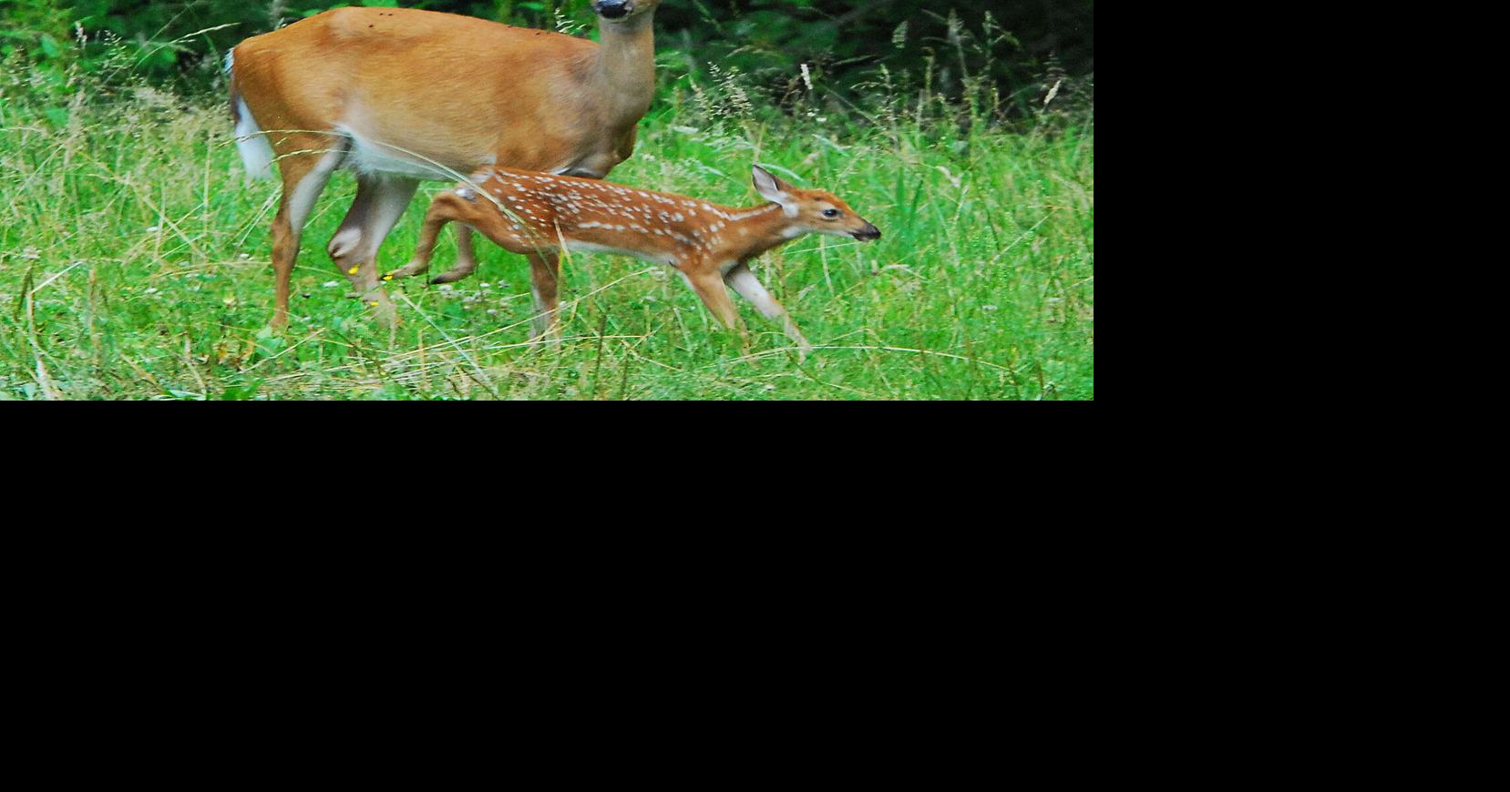 Deer have become pests, like groundhogs, coyotes and rats
