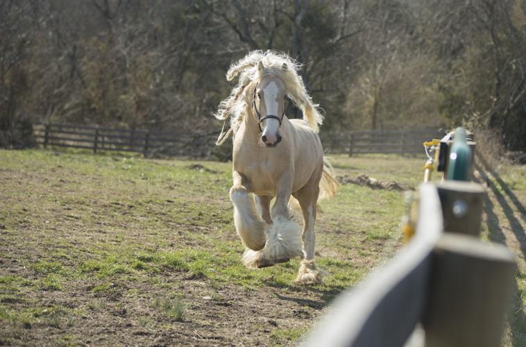 Spotsylvania horse farm specializes in rare Gypsy Cob breed, the