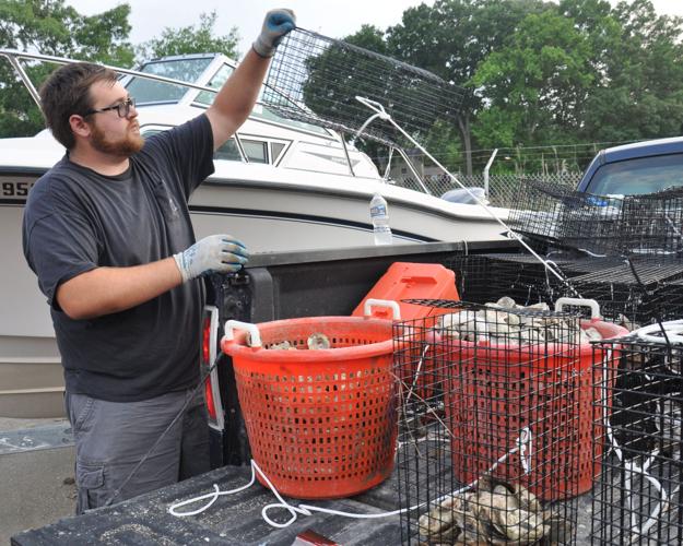 Dahlgren Yacht Club growing oysters to help clean water, create oyster reef