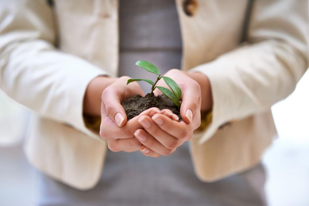 Repotting the plant