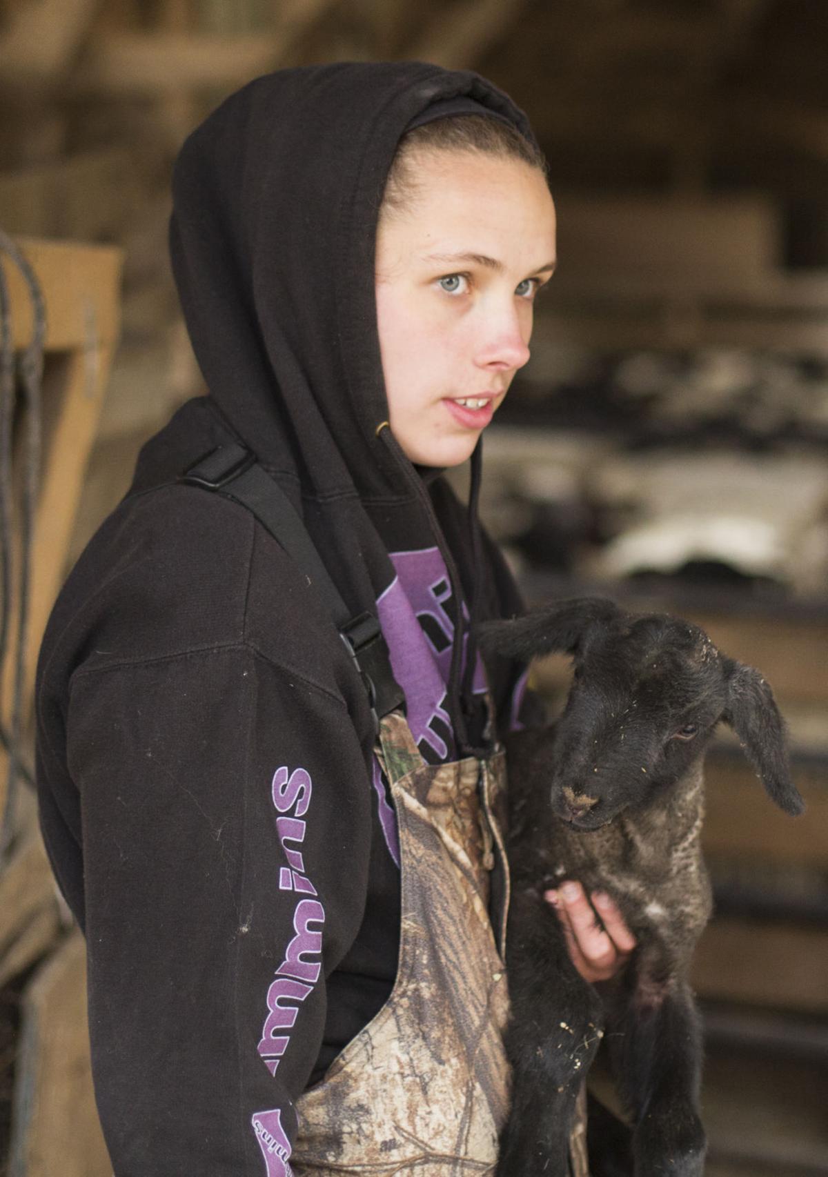Rite Of Spring Shearing Sheep Not For The Weak Of Heart Or Back Lifestyles Fredericksburg Com