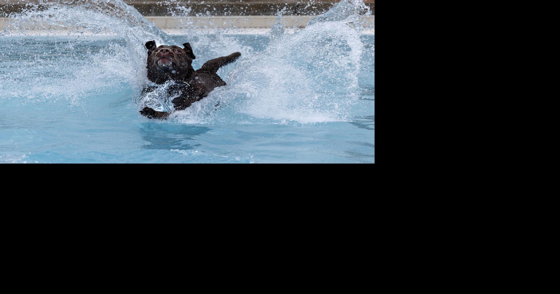 Soggy Doggy Swim