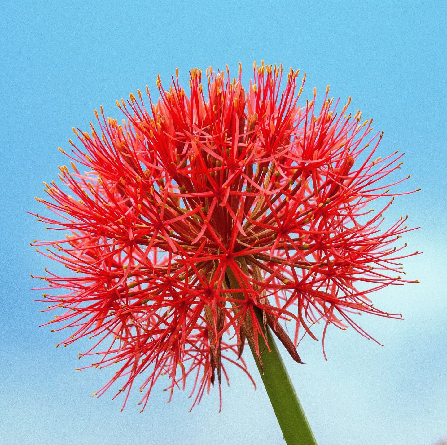 On Gardening: African Blood Lily, Most Stunning Of All Bulbs | House ...