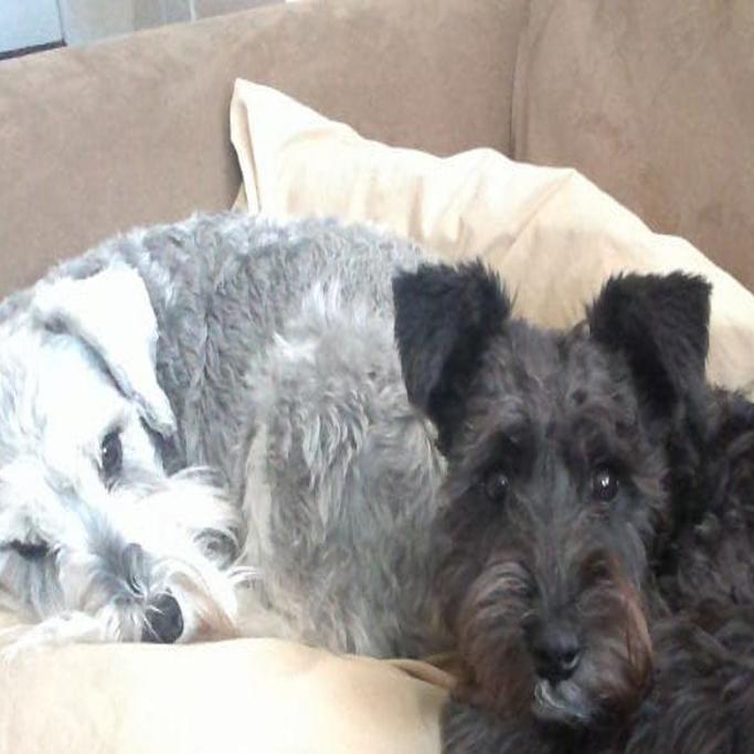 Grain-free, exotic dog food linked to heart disease